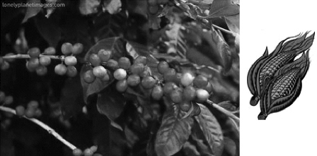 http://jbcs.sbq.org.br/online/2008/vol19_n8/GAs/03-07614AR-GA.jpg